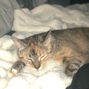 Meet your Posher, Ivy